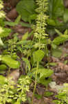 Slender wild basil